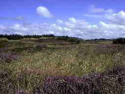 Henne Strand / Daenemark Heidelandschaft