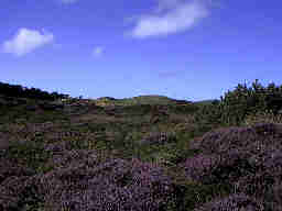 Henne Strand / Daenemark Heidelandschaft