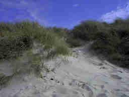 Dnenlandschaft Henne Strand / Daenemark